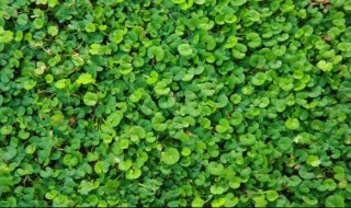 荷包草的别名叫什么 荷包草的别名叫什么与图片