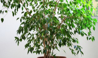 哪种花代表富贵好运（哪种花代表富贵好运和幸福）