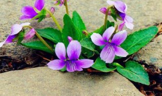 象征生命力顽强的花 象征生命力顽强的花有哪些