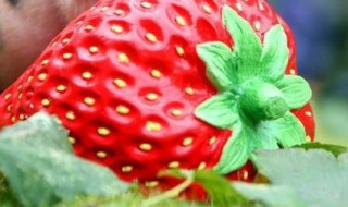 为啥那么多人反对水果减肥法（为啥那么多人反对水果减肥法的原因）