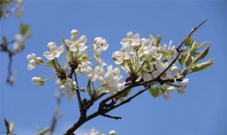 几句话写出春天的变化（几句话写出春天的变化四年级）