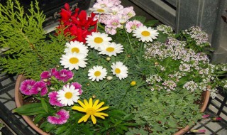 二年级写花的句子（二年级写花的句子有哪些）