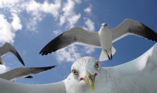 梦见飞起来是什么征兆（梦见飞起来什么意思）