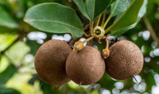 人心果种植方法和技巧 人心果种植方法和技巧视频