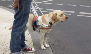 导盲犬能进入公共场所吗 导盲犬能进入公共场所吗现在