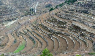 王金庄石堰梯田种植的粮食作物类型 王金庄旱作梯田