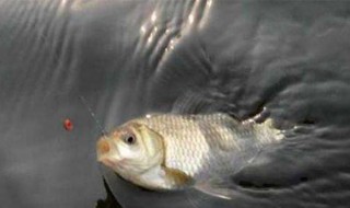 钓鱼提竿的口诀 钓鱼提竿的口诀图片