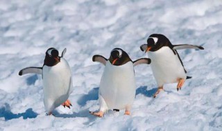 企鹅吃什么食物 企鹅吃什么食物图片