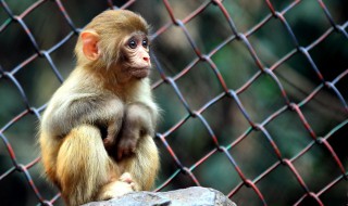 猴子吃什么食物（猴子吃什么食物?）