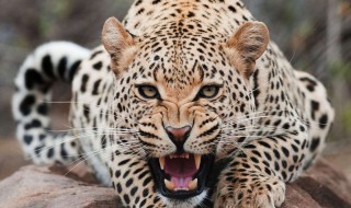 豹子吃什么食物 豹子吃什么食物链