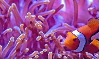 珊瑚吃什么食物 珊瑚吃什么食物为主