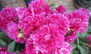 芍药是树还是花 芍药是不是一种花