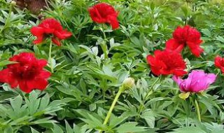 芍药花期是多少天（芍药花花期多少天）