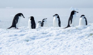 企鹅翅膀的特点和作用(企鹅翅膀的特点和作用视频)