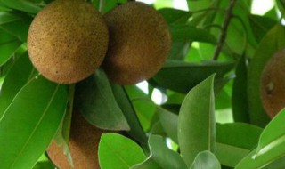 什么人不能吃人心果（哪种人不能吃人心果）