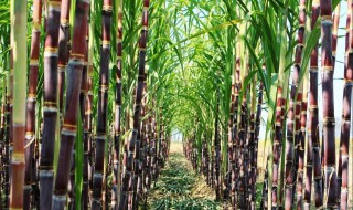 黑心甘蔗能吃吗(吃黑心甘蔗是什么症状)