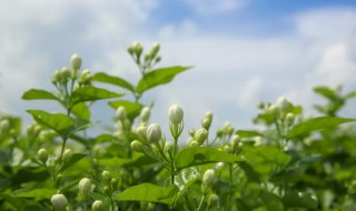 喝茉莉花茶有什么好处 每天喝茉莉花茶有什么好处