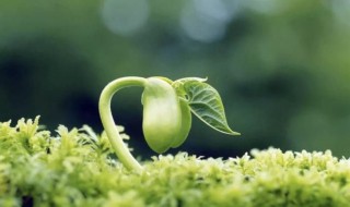 春天种什么种子 春天种什么种子秋天收获