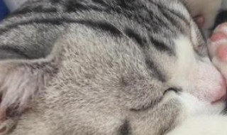 猫的呼噜声对人的作用 猫的呼噜声对人的作用?