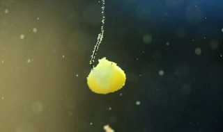 玉米野钓鲫鱼怎么钓 玉米野钓鲫鱼怎么钓最好