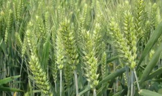 2019河南审定小麦品种（2019年河南审定小麦品种）