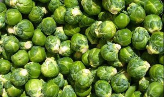 种什么蔬菜一亩4万元 种什么蔬菜一亩4万元以上