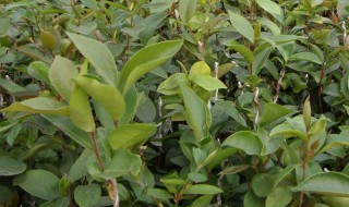 油茶树可嫁接什么树 茶油树嫁接方法