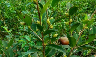 油茶木适合做什么（油茶木适合做什么花盆）