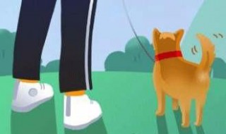 旅行世界亚洲犬概率 旅行世界哪个犬最难得