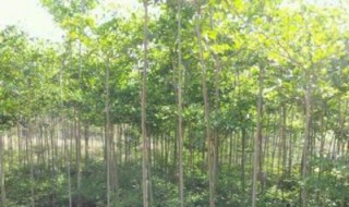 海南种植什么有前景（海南未来种植什么最有前景）