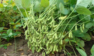 种植毛豆需要施什么肥 种植毛豆需要施什么肥好