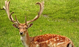 鹿是用什么语气来评价角的? 鹿是怎样评价自己的角