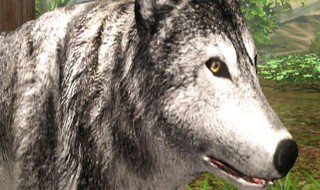 灰狼模拟器2怎么生小狼 灰狼模拟器2怎么玩