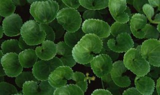 叶片中没有植物的什么组织? 叶片中没有植物的什么组织结构