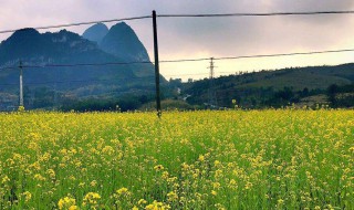 适合宜州山地高效种植药材（适合宜州山地高效种植药材有哪些）