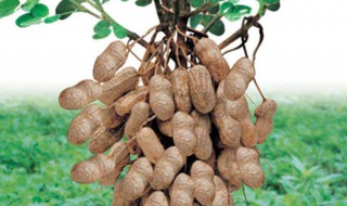 花生高产施肥配方 花生高产施肥配方大全