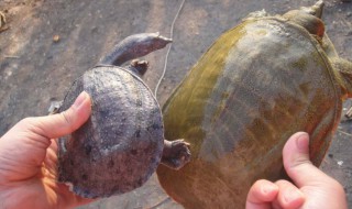 水库怎么钓甲鱼用什么勾和诱饵?（水库怎么钓甲鱼用什么勾和诱饵呢）