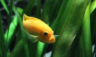 院子里养几条鱼好（院子里养几条鱼好风水）