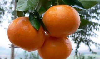 沃柑全年施肥时间表 沃柑全年施肥时间表 介绍沃柑及施肥的方法_伊秀经验