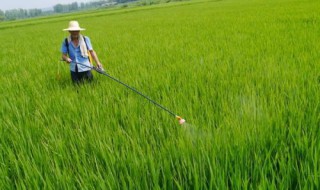 水稻一亩打多少L农药水 水稻一亩打多少l农药水合适