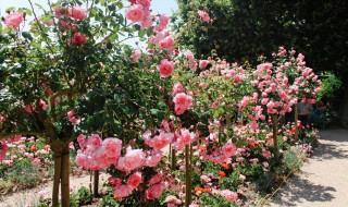 照片横屏怎么照啊（横屏照片怎么弄成竖屏）