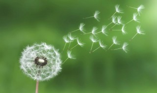 蒲公英的用途和作用 蒲公英的用途和作用能治疗什么病