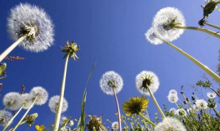 什么人不适合喝蒲公英水(什么人不适合喝蒲公英水和菊花)