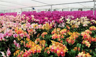 花卉养殖什么行业?（养殖花卉前景）