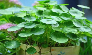 铜钱草叶子发黄怎么补救（铜钱草叶子发黄怎么处理怎么补救）