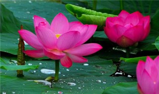 家里千万不能养的6种花 家里千万不能养的6种花长寿花