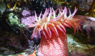 海葵属于动物原因是什么(海葵是动物还是植物?你判定的理由是什么?)