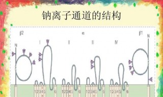 纳离子是不是金属离子（纳离子是不是金属离子）