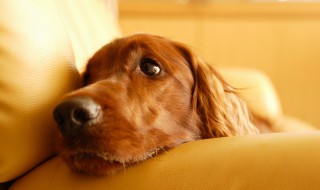 哪些人不适合养狗?（哪些人不适合养狗）