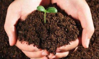 泥炭土是什么土（养花用的泥炭土是什么土）